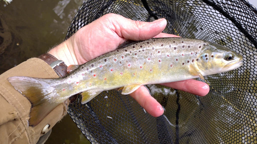 Photo of a trout